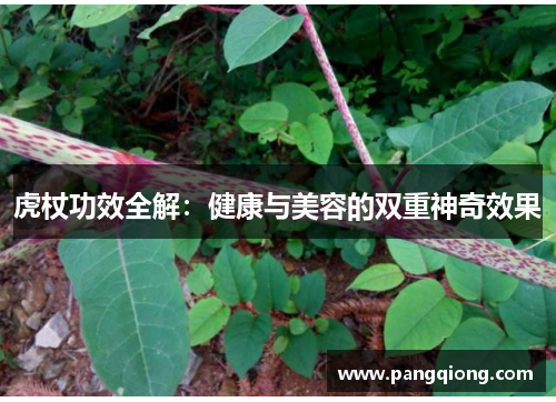 虎杖功效全解：健康与美容的双重神奇效果